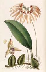 Bulbophyllum eberhardtii ou Bulbophyllum longiflorum (comme syn. Cirrhopetalum thouarsii)